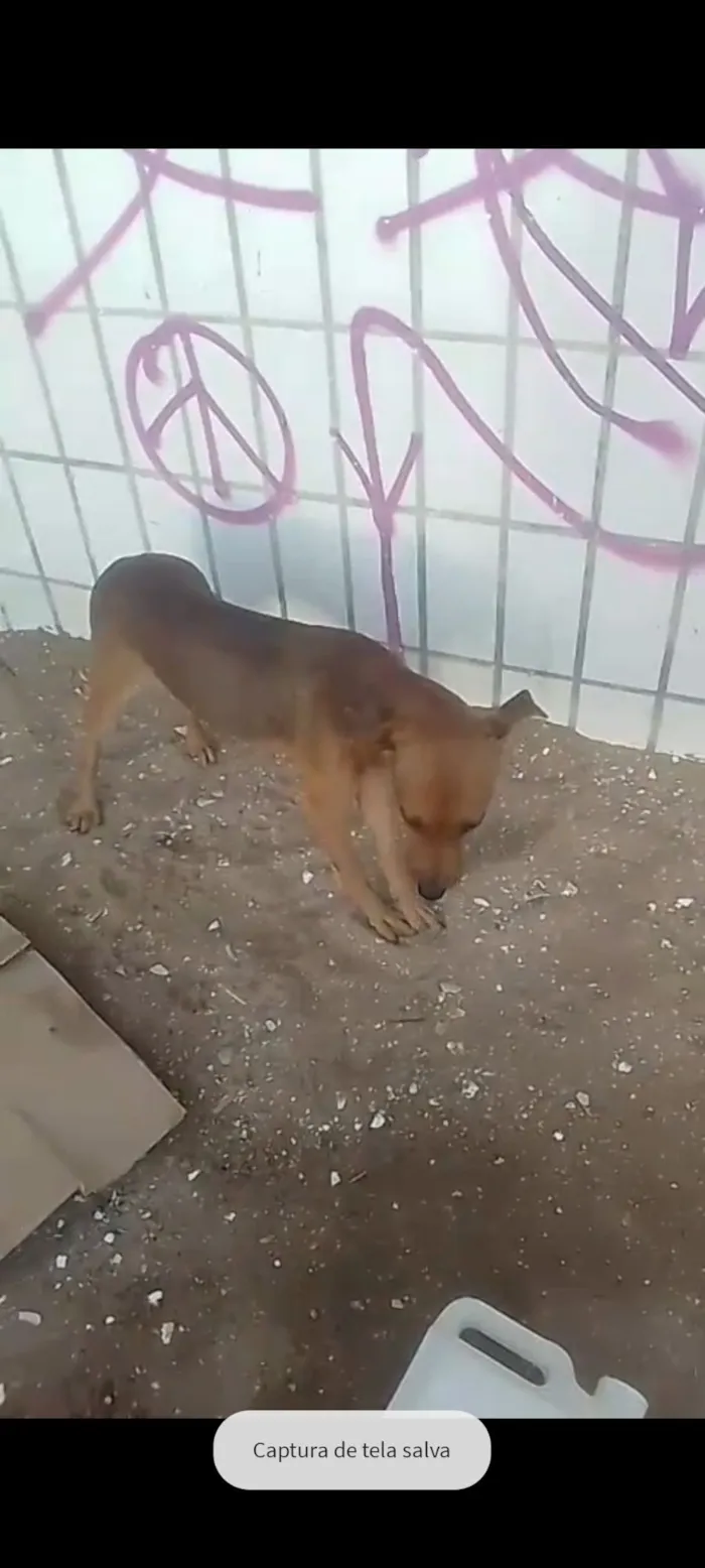 Cachorro raça SRD-ViraLata idade 1 ano nome Caramelo 