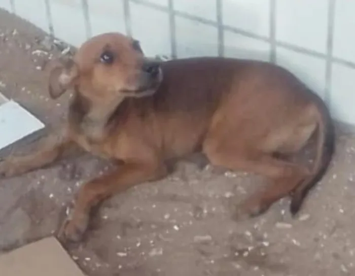 Cachorro raça SRD-ViraLata idade 1 ano nome Caramelo 