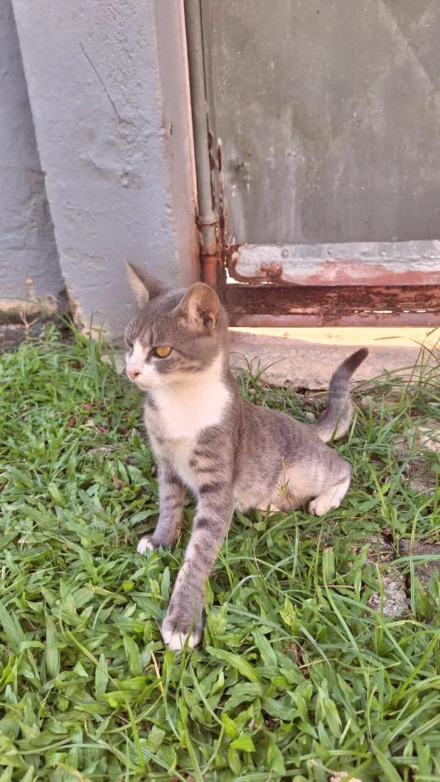 Gato raça SRD-ViraLata idade 2 a 6 meses nome Tom