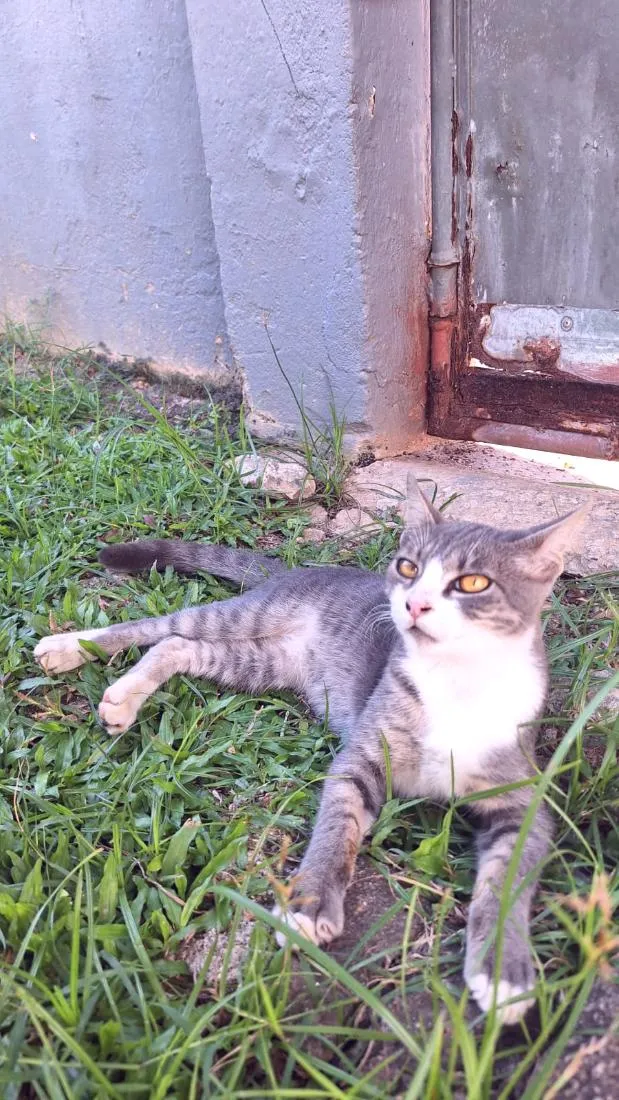 Gato raça SRD-ViraLata idade 2 a 6 meses nome Tom