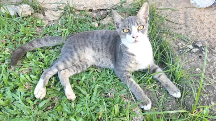 Gato raça SRD-ViraLata idade 2 a 6 meses nome Tom