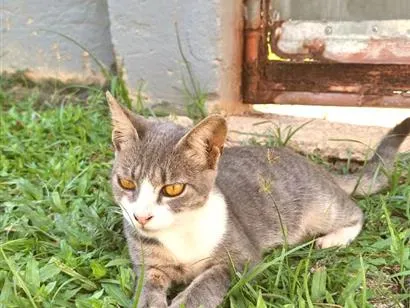 Gato raça SRD-ViraLata idade 2 a 6 meses nome Tom
