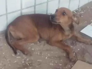 Cachorro raça SRD-ViraLata idade 1 ano nome Caramelo 