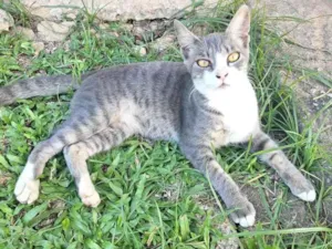 Gato raça SRD-ViraLata idade 2 a 6 meses nome Tom
