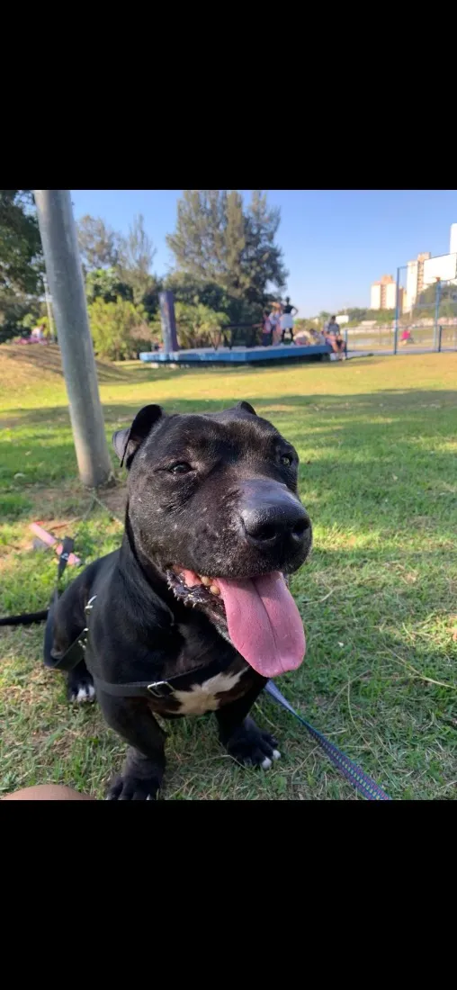 Cachorro raça SRD-ViraLata idade 4 anos nome Terry