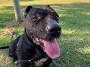 Cachorro raça SRD-ViraLata idade 4 anos nome Terry