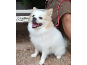 Cachorro raça Maltês idade 2 anos nome floquinho 