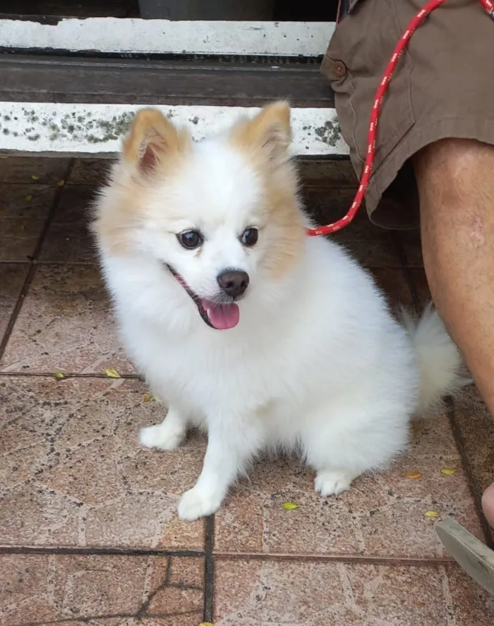 Cachorro raça Maltês idade 2 anos nome floquinho 