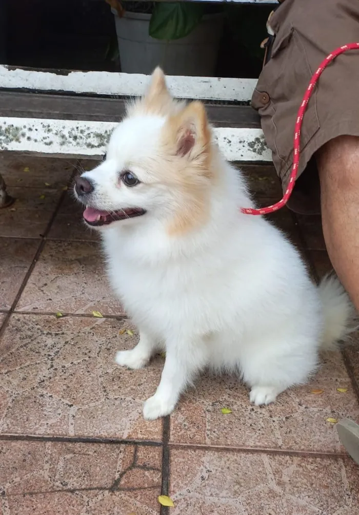 Cachorro raça Maltês idade 2 anos nome floquinho 