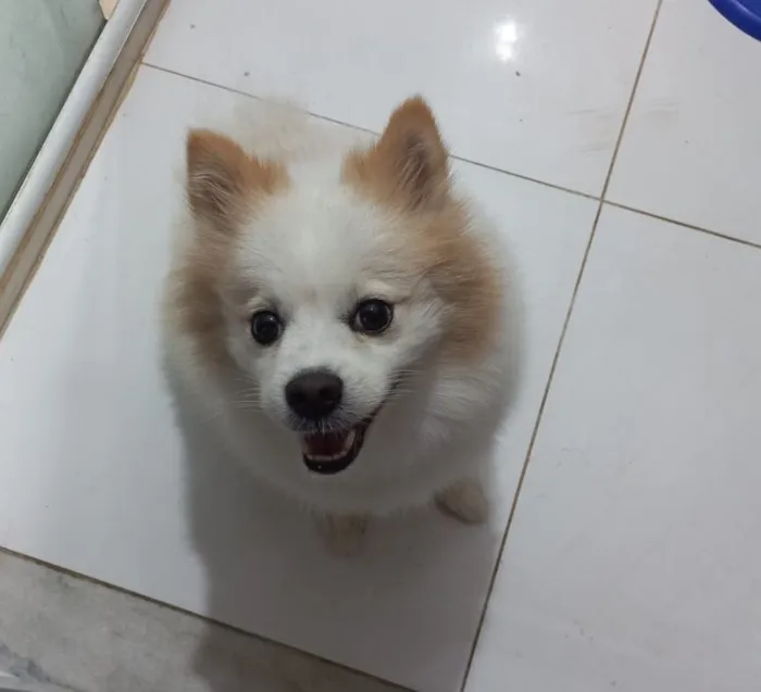 Cachorro raça Maltês idade 2 anos nome floquinho 