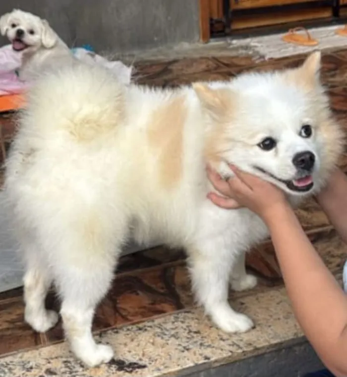 Cachorro raça Maltês idade 2 anos nome floquinho 