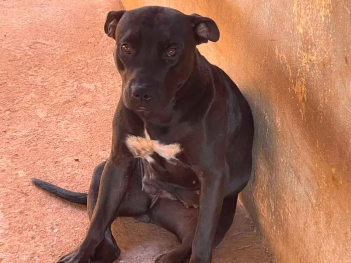 Cachorro raça Pit-Bull idade 1 ano nome Bella 