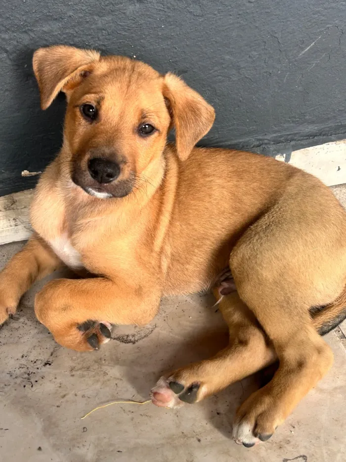 Cachorro raça SRD-ViraLata idade 2 a 6 meses nome Alemão
