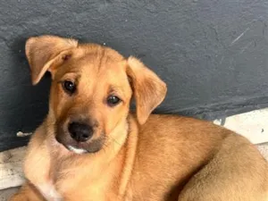 Cachorro raça SRD-ViraLata idade 2 a 6 meses nome Alemão