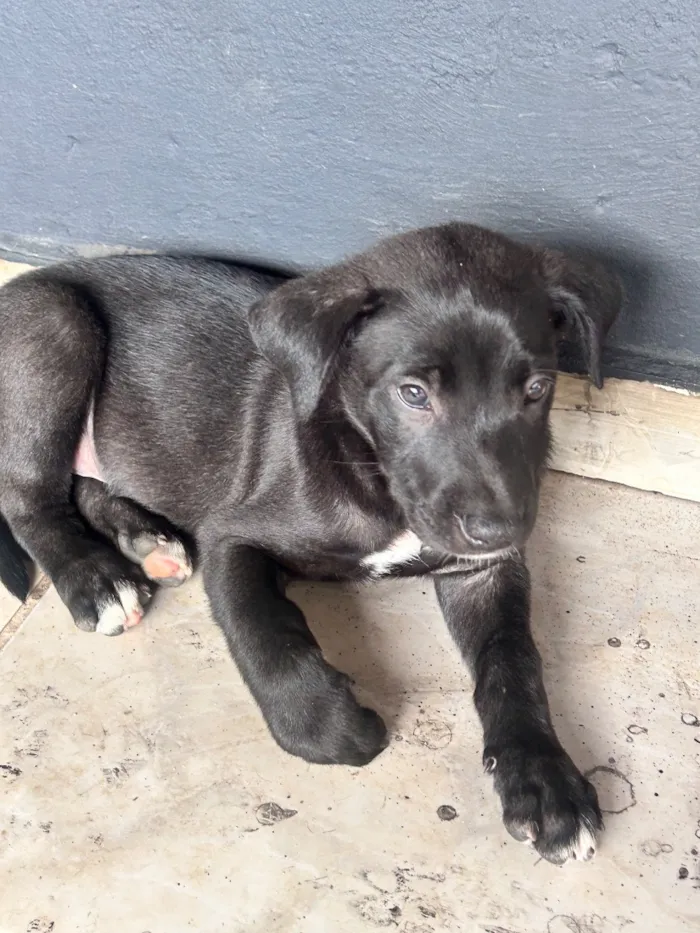Cachorro raça SRD-ViraLata idade 2 a 6 meses nome Apolo