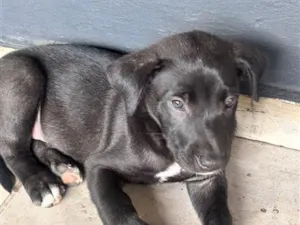 Cachorro raça SRD-ViraLata idade 2 a 6 meses nome Apolo