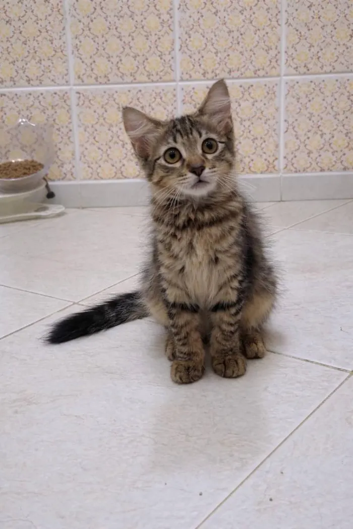 Gato raça SRD-ViraLata idade 2 a 6 meses nome Live 