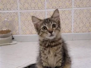 Gato raça SRD-ViraLata idade 2 a 6 meses nome Live 