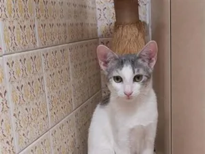 Gato raça SRD-ViraLata idade 2 a 6 meses nome Nina