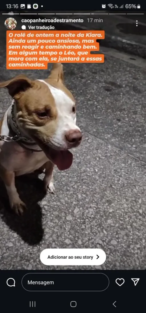 Cachorro raça Pit-Bull idade 4 anos nome kiara