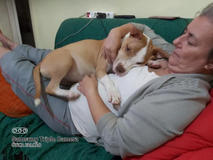 Cachorro raça Pit-Bull idade 4 anos nome kiara