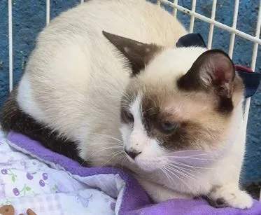 Gato raça SRD-ViraLata idade 2 a 6 meses nome ROMEU MIX