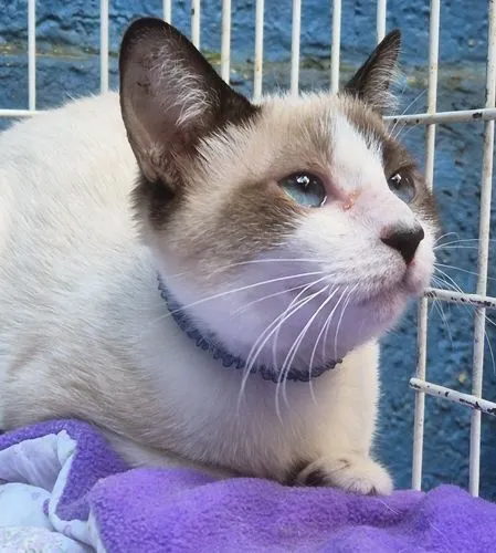 Gato raça SRD-ViraLata idade 2 a 6 meses nome ROMEU MIX