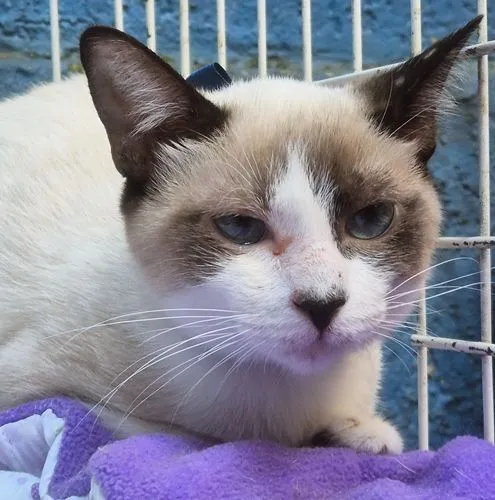 Gato raça SRD-ViraLata idade 2 a 6 meses nome ROMEU MIX