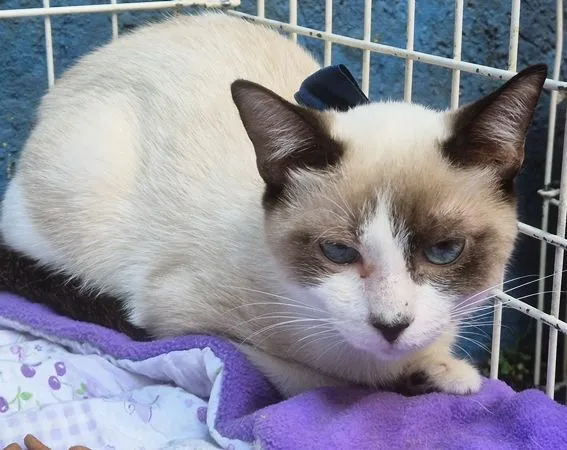 Gato raça SRD-ViraLata idade 2 a 6 meses nome ROMEU MIX