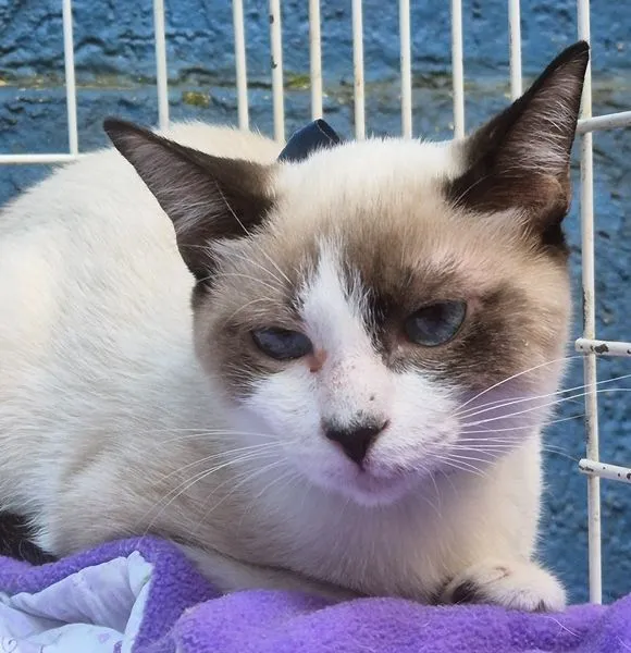 Gato raça SRD-ViraLata idade 2 a 6 meses nome ROMEU MIX