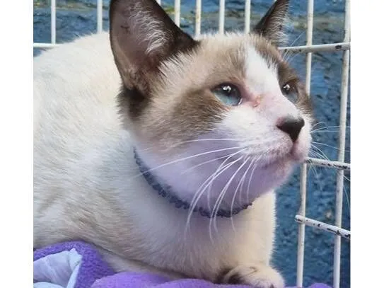 Gato raça SRD-ViraLata idade 2 a 6 meses nome ROMEU MIX