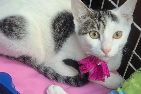 Gato raça SRD-ViraLata idade 2 a 6 meses nome TEOZINHA MARIA