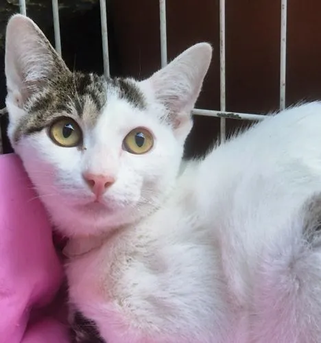 Gato raça SRD-ViraLata idade 2 a 6 meses nome TEOZINHA MARIA