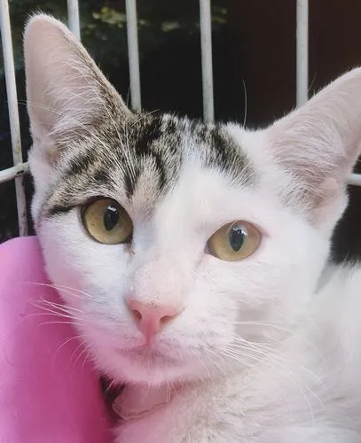 Gato raça SRD-ViraLata idade 2 a 6 meses nome TEOZINHA MARIA
