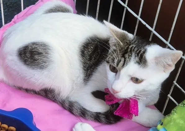 Gato raça SRD-ViraLata idade 2 a 6 meses nome TEOZINHA MARIA