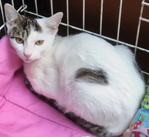 Gato raça SRD-ViraLata idade 2 a 6 meses nome TEOZINHA MARIA