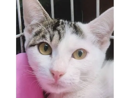 Gato raça SRD-ViraLata idade 2 a 6 meses nome TEOZINHA MARIA