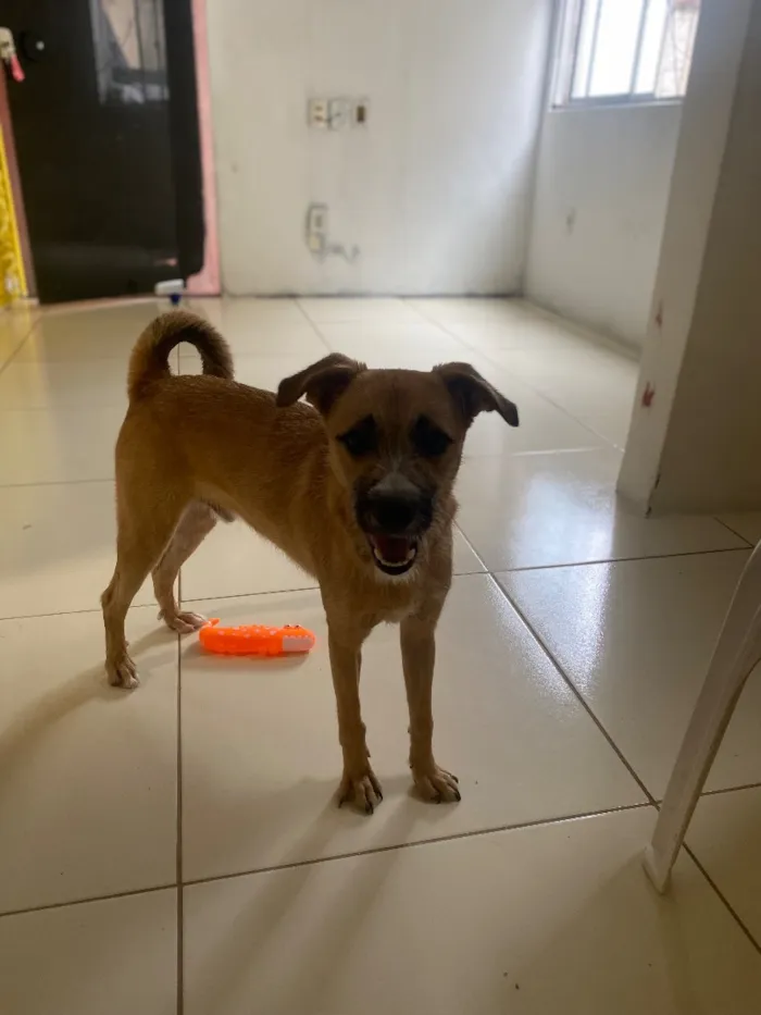Cachorro raça SRD-ViraLata idade 1 ano nome Billy