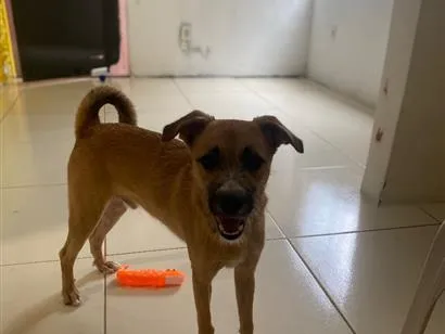 Cachorro raça SRD-ViraLata idade 1 ano nome Billy