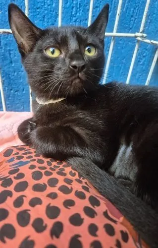 Gato raça SRD-ViraLata idade 2 a 6 meses nome VERINHA BLACK