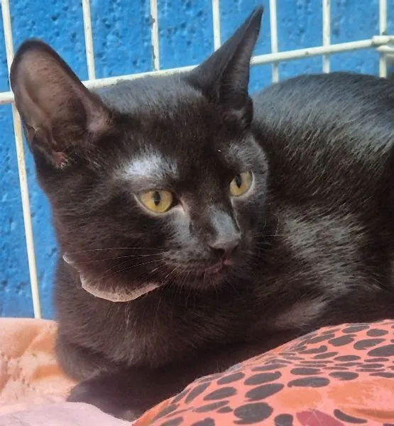 Gato raça SRD-ViraLata idade 2 a 6 meses nome VERINHA BLACK
