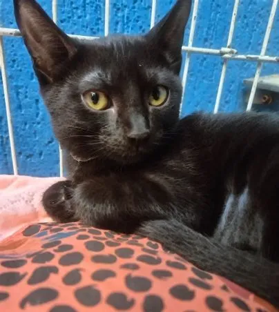 Gato raça SRD-ViraLata idade 2 a 6 meses nome VERINHA BLACK