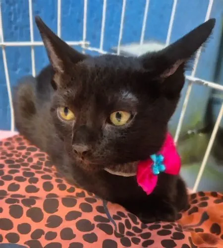 Gato raça SRD-ViraLata idade 2 a 6 meses nome VERINHA BLACK