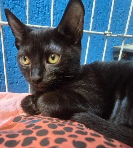Gato raça SRD-ViraLata idade 2 a 6 meses nome VERINHA BLACK