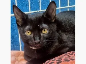 Gato raça SRD-ViraLata idade 2 a 6 meses nome VERINHA BLACK
