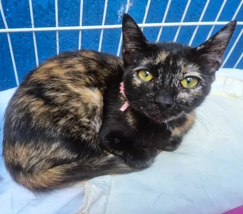 Gato raça SRD-ViraLata idade 2 a 6 meses nome LILI ESCAMINHA