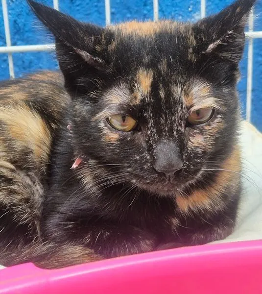 Gato raça SRD-ViraLata idade 2 a 6 meses nome LILI ESCAMINHA