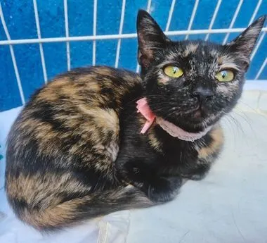 Gato raça SRD-ViraLata idade 2 a 6 meses nome LILI ESCAMINHA