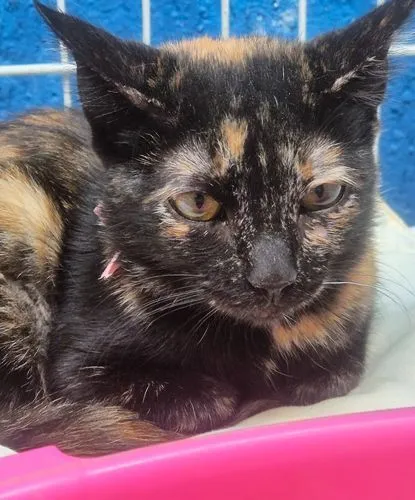 Gato raça SRD-ViraLata idade 2 a 6 meses nome LILI ESCAMINHA