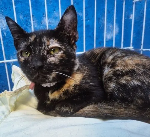 Gato raça SRD-ViraLata idade 2 a 6 meses nome LILI ESCAMINHA